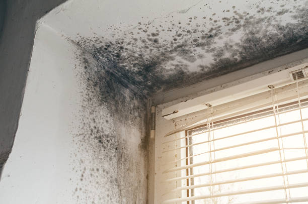 Affordable Attic Mold Removal solutions in Imler, PA