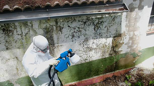 Top rated local Attic Mold Removal specialists in Imler, PA